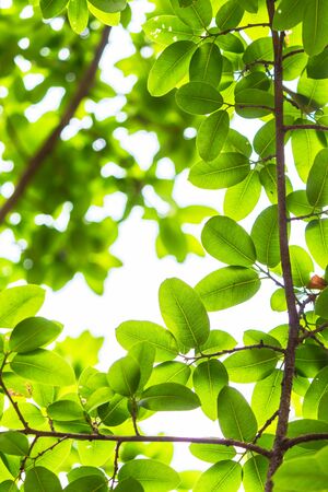 Backlit tree leaves in home flower garden on sunny day with white background.の写真素材