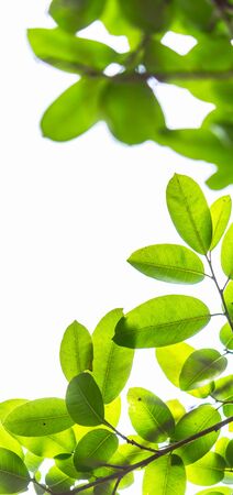 Backlit tree leaves in home flower garden on sunny day with white background.の写真素材