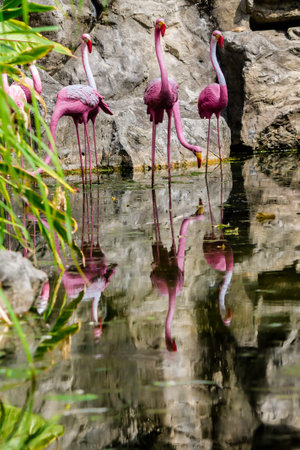 Flamingos birds standing and find food in the lake on summer.