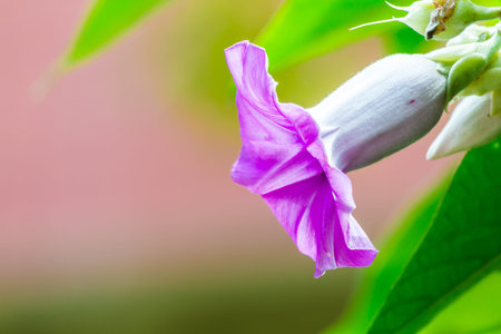 Elephant creeper flowers blooming in beauty cozy home flower garden on the rainy season.