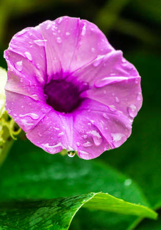 Elephant creeper flowers blooming in beauty cozy home flower garden on the rainy season.の写真素材