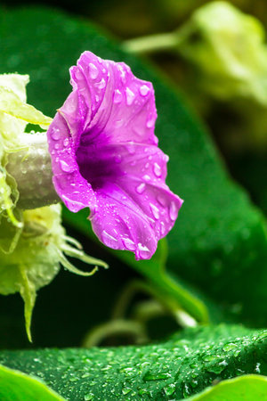 Elephant creeper flowers blooming in beauty cozy home flower garden on the rainy season.