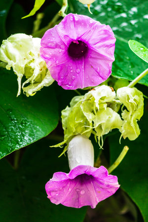 Elephant creeper flowers blooming in beauty cozy home flower garden on the rainy season.