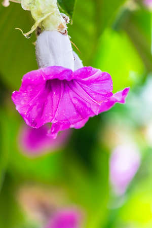 Elephant creeper flowers blooming in beauty cozy home flower garden on the rainy season.の写真素材