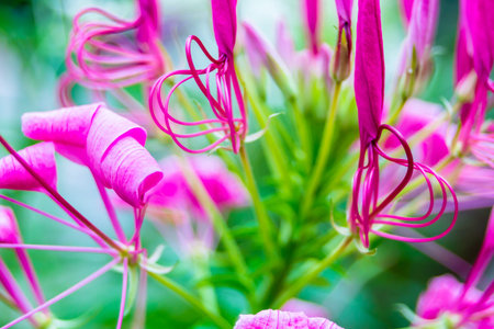 Spider flower flowers blooming in beauty cozy home flower garden on the rainy season.