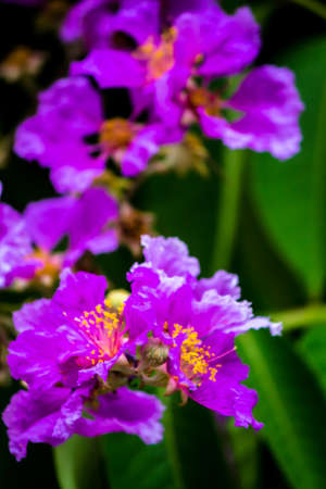 Close up Violet Lagerstroemia floribunda flower in home garden on summer.の写真素材