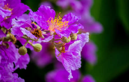 Close up Violet Lagerstroemia floribunda flower in home garden on summer.の写真素材