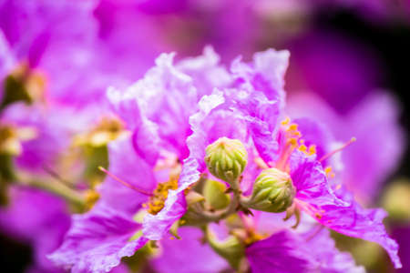 Close up Violet Lagerstroemia floribunda flower in home garden on summer.の写真素材