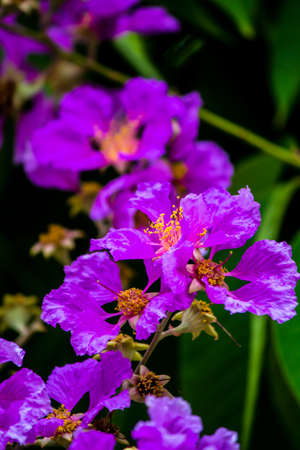 Close up Violet Lagerstroemia floribunda flower in home garden on summer.の写真素材