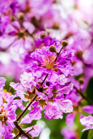 Close up Violet Lagerstroemia floribunda flower in home garden on summer.の写真素材
