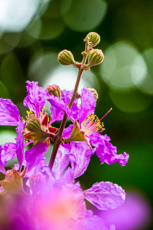 Close up Violet Lagerstroemia floribunda flower in home garden on summer.の写真素材