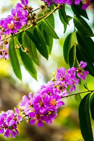 Close up Violet Lagerstroemia floribunda flower in home garden on summer.の写真素材