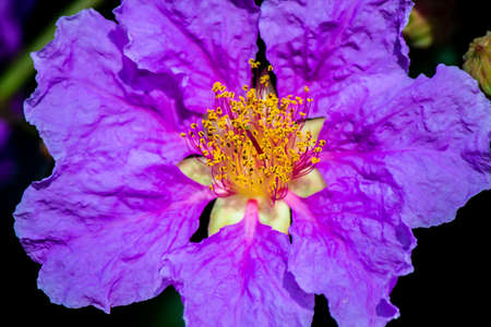 Close up Violet Lagerstroemia floribunda flower in home garden on summer.の写真素材