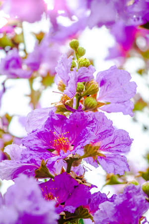 Close up Violet Lagerstroemia floribunda flower in home garden on summer.の写真素材