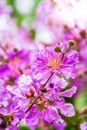 Close up Violet Lagerstroemia floribunda flower in home garden on summer.の写真素材