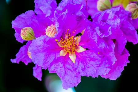 Close up Violet Lagerstroemia floribunda flower in home garden on summer.の写真素材