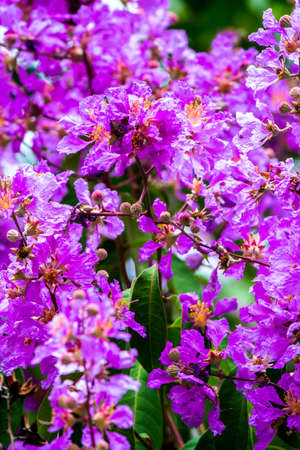 Close up Violet Lagerstroemia floribunda flower in home garden on summer.の写真素材