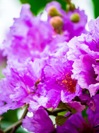 Close up Violet Lagerstroemia floribunda flower in home garden on summer.の写真素材