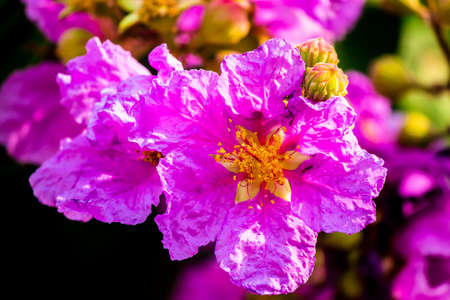 Close up Violet Lagerstroemia floribunda flower in home garden on summer.の写真素材