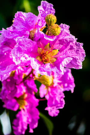 Close up Violet Lagerstroemia floribunda flower in home garden on summer.の写真素材