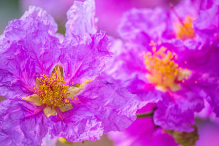 Close up Violet Lagerstroemia floribunda flower in home garden on summer.の写真素材