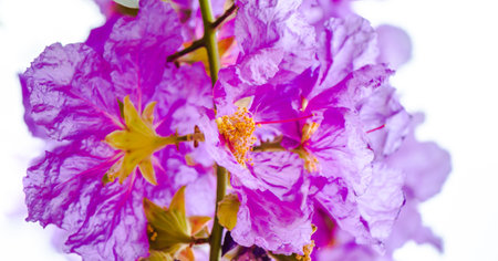 Close up Violet Lagerstroemia floribunda flower in home garden on white isolated.の写真素材