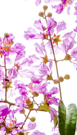Close up Violet Lagerstroemia floribunda flower in home garden on white isolated.の写真素材