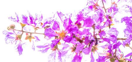 Close up Violet Lagerstroemia floribunda flower in home garden on white isolated.の写真素材