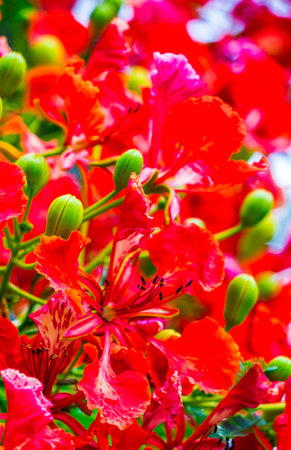 Royal Poinciana flower in home garden on summer.の写真素材