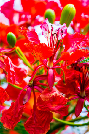 Royal Poinciana flower in home garden on summer.の写真素材