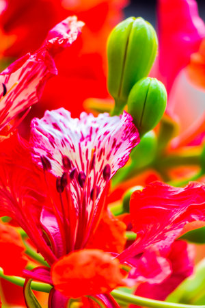 Royal Poinciana flower in home garden on summer.の写真素材