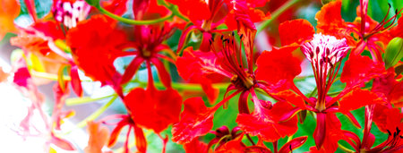 Royal Poinciana flower in home garden on summer.の写真素材