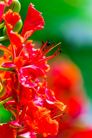 Royal Poinciana flower in home garden on summer.の写真素材