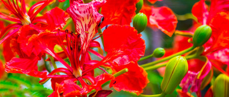 Royal Poinciana flower in home garden on summer.の写真素材