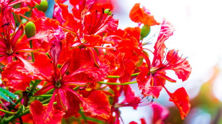 Royal Poinciana flower in home garden on summer.の写真素材