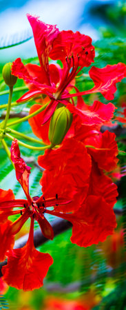 Royal Poinciana flower in home garden on summer.の写真素材