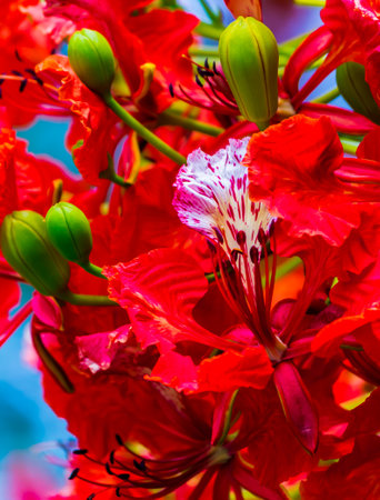 Royal Poinciana flower in home garden on summer.の写真素材