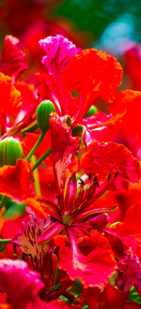 Royal Poinciana flower in home garden on summer.の写真素材