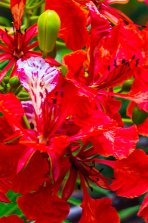 Royal Poinciana flower in home garden on summer.の写真素材
