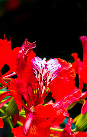 Royal Poinciana flower in home garden on summer.の写真素材