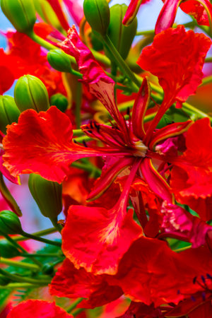 Royal Poinciana flower in home garden on summer.の写真素材