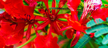 Royal Poinciana flower in home garden on summer.の写真素材