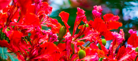 Royal Poinciana flower in home garden on summer.の写真素材