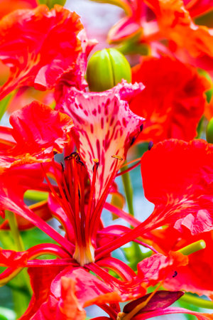 Royal Poinciana flower in home garden on summer.の写真素材