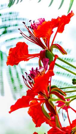 Royal Poinciana flower in home garden on summer.の写真素材