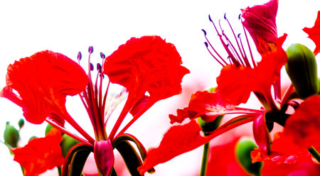 Close up Royal Poinciana flower in home garden on White Isolated.の写真素材