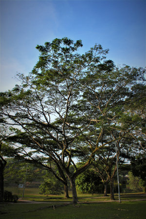 beautiful tree in a public park