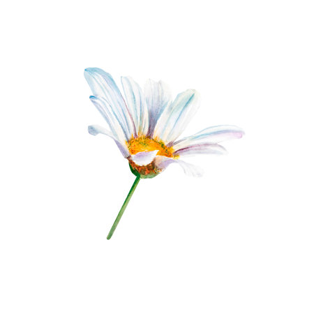 white daisy flowers watercolor illustration on white background, closeup. ... Hand made drawing. Big white chamomile floral botanical flowers. Watercolor drawing fashion aquarelle. Isolated chamomileの写真素材