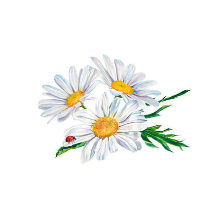 white daisy flowers watercolor illustration on white background, closeup. ... Hand made drawing. Big white chamomile floral botanical flowers. Watercolor drawing fashion aquarelle. Isolatedの写真素材