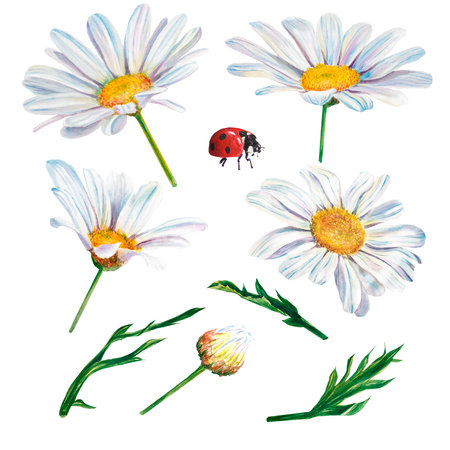 white daisy flowers watercolor illustration on white background, closeup. ... Hand made drawing. Big white chamomile floral botanical flowers. Watercolor drawing fashion aquarelle. Isolatedの写真素材